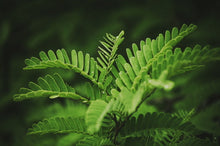 Load image into Gallery viewer, Robertson Rainforest ... Room Spray