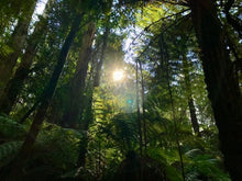 Load image into Gallery viewer, Robertson Rainforest ... Room Spray